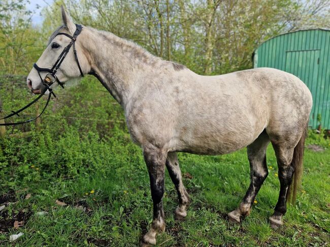 Holsteiner Stute abstammend von Conquest x Exorbitant, Pferdevermittlung Leus, Horses For Sale, Neu Wulmstorf, Image 4