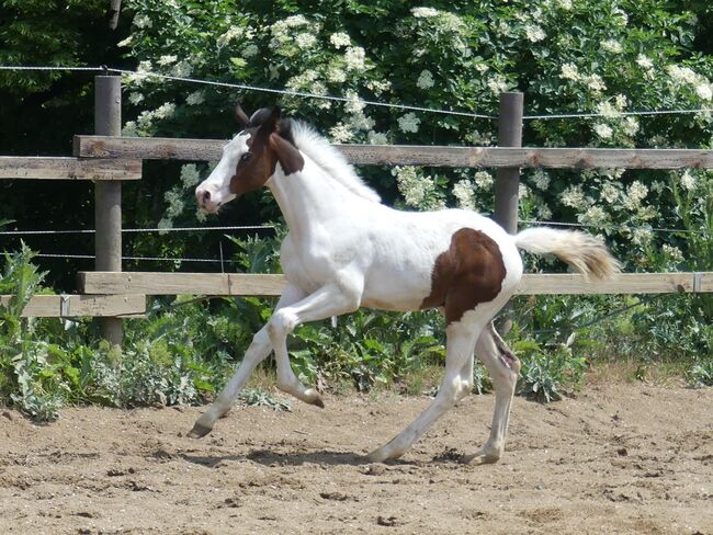 Homozygoter Jährlingshengst, M. Konrad, Horses For Sale, Mücheln, Image 4