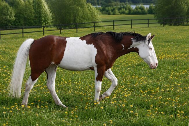 Homozygote SW1 Quarter Horse Stute mit Top-Reining-Abstammung, Kerstin Rehbehn (Pferdemarketing Ost), Horses For Sale, Nienburg