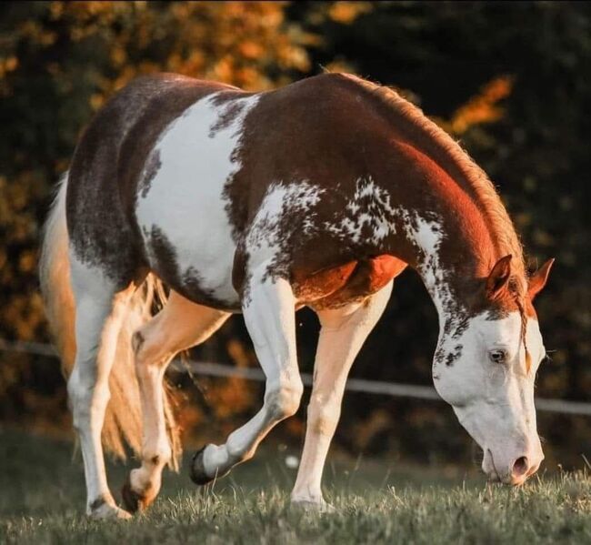 Homozygoter Splash-White QH/PH Hengst mit erstklassiger Genetik, Kerstin Rehbehn (Pferdemarketing Ost), Pferd kaufen, Nienburg