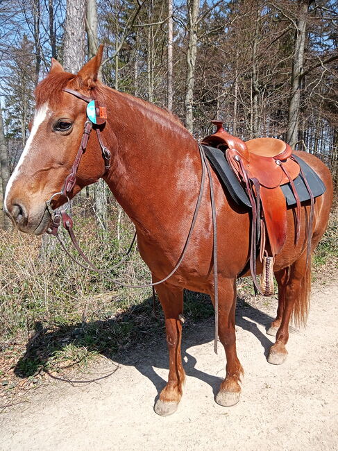 Honeymoon („Honey“) – liebevolle 27-jährige Westernstute sucht Platz mit Zeit & Herz, Marlene, Horses For Sale, Baden