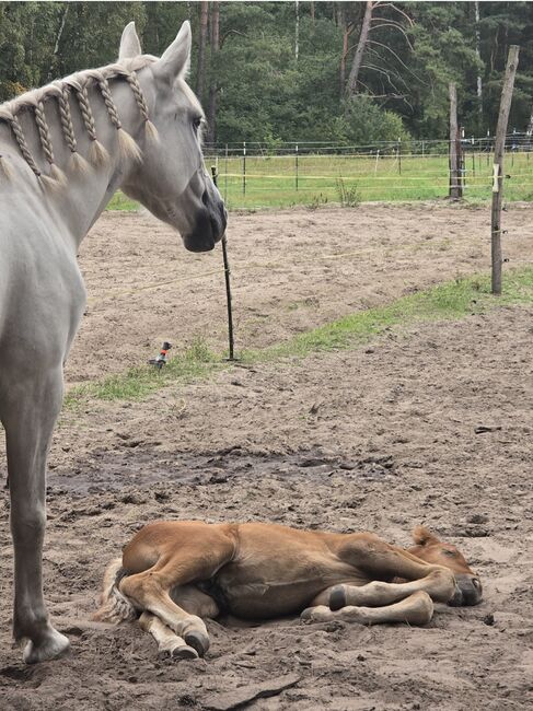 Ungar. Stute mit Fohlen, Janadi, Horses For Sale, Schönfließ