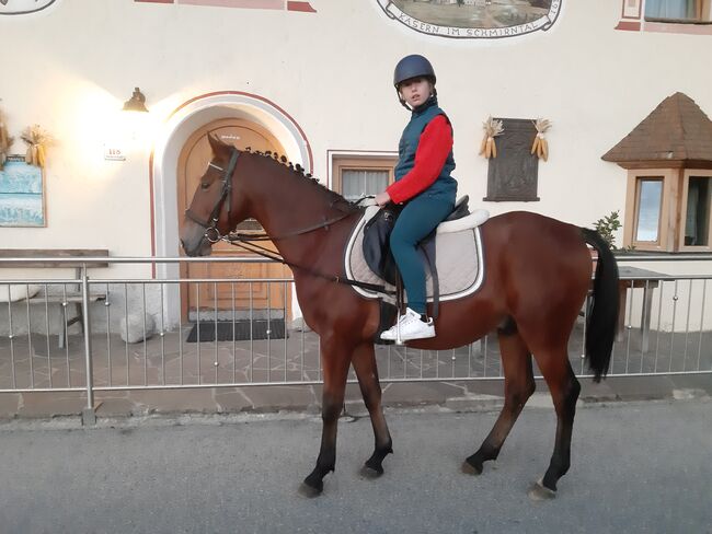 Ungarisches Sportpferd, Catharina , Horses For Sale, Ellbögen, Image 2