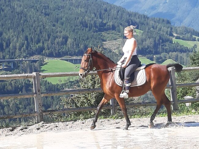 Ungarisches Sportpferd, Catharina , Horses For Sale, Ellbögen, Image 3