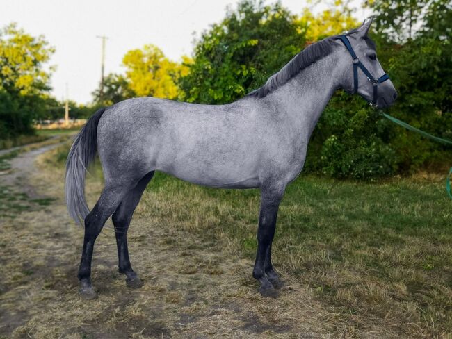 Ungarisches sport pferd, Jozsef, Horses For Sale, Békés, Image 2