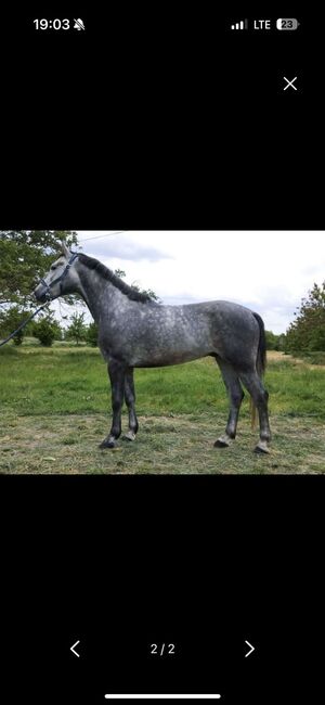 Ungarisches sport pferd, Jozsef, Horses For Sale, Békés, Image 2
