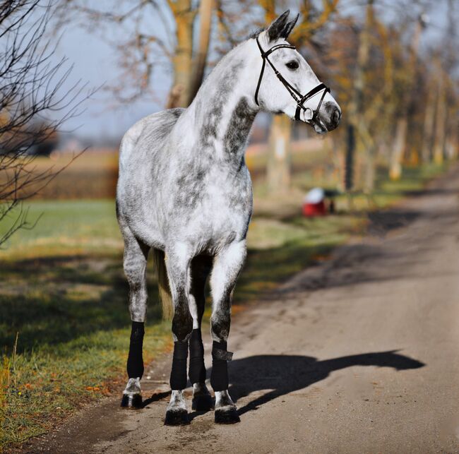 Ungarisches Sportpferd, Stute, 6 Jahre, 168 cm, Schimmel, Izmos, Horses For Sale, Békésszentandrás, Image 2