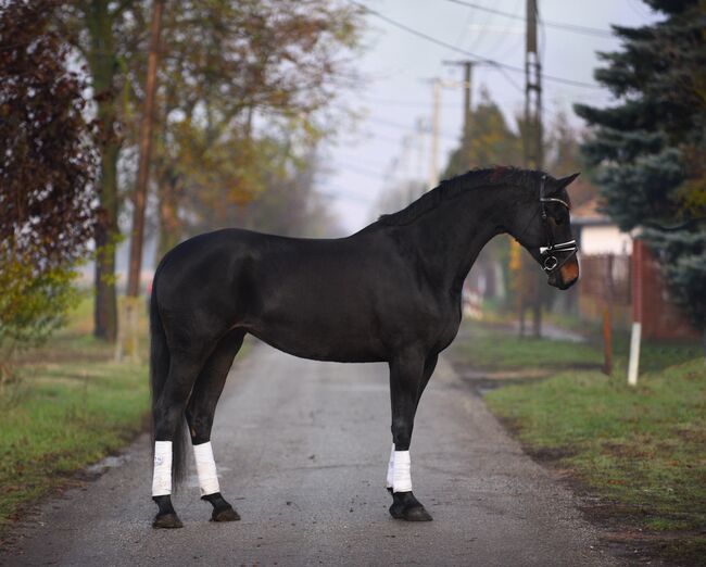 Ungarisches Sportpferd, Stute, 8 Jahre, 168 cm, Rappe, Izmos, Horses For Sale, Békésszentandrás