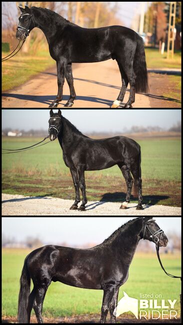 Ungarisches Sportpferd, Wallach, 6 Jahre, 150 cm, Rappe, Izmos, Horses For Sale, Békésszentandrás, Image 4
