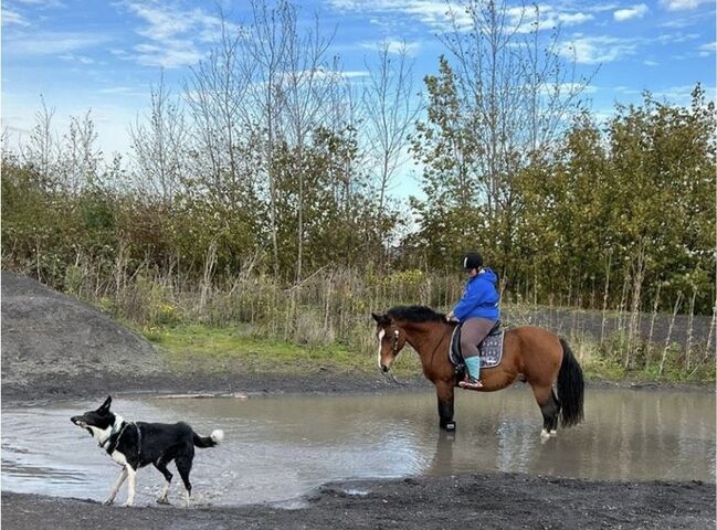 Ungarisches Warmblut 5, Leandra Menke , Horses For Sale, Gelsenkirchen , Image 4