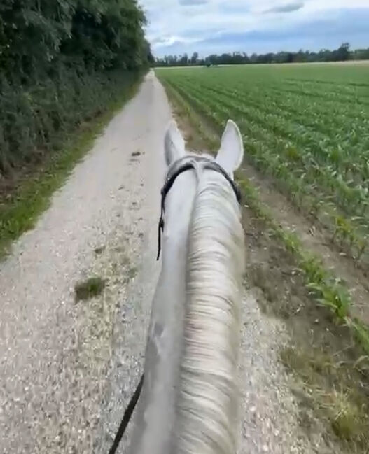 Ungarisches Warmblut, Alesia Ramhofer, Horses For Sale, Walpersbach, Image 3