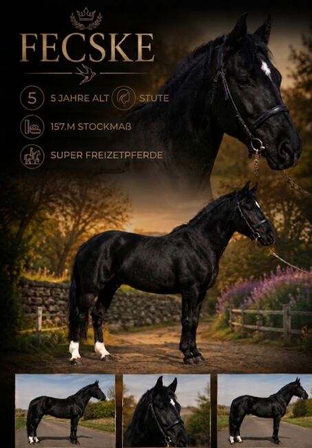 Hungarian warmblood - Mare, Jozsef, Horses For Sale, Békés