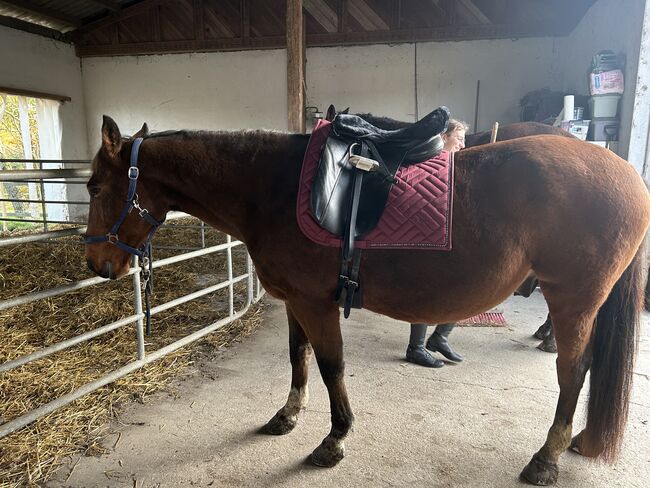 Ungarischer Warmblut Wallach, Andrea Moser, Horses For Sale, Petzenkirchen , Image 3