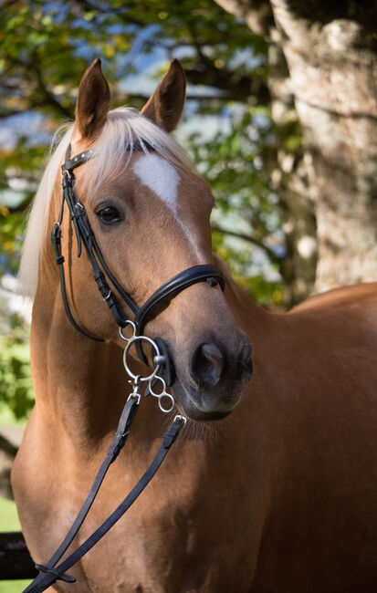 Ungarischer Halbblutwallach, Nicole Girstmair , Horses For Sale, Amlach, Image 2