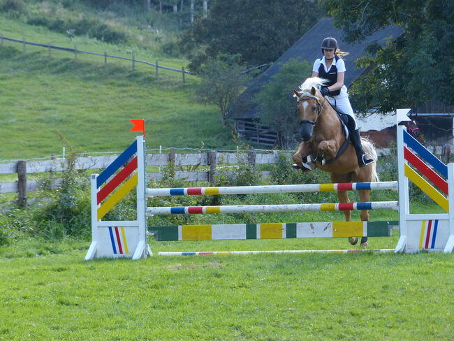 Ungarischer Halbblutwallach, Nicole Girstmair , Horses For Sale, Amlach, Image 3