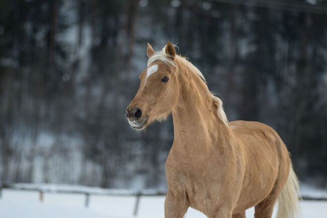 Ungarischer Halbblutwallach, Nicole Girstmair , Horses For Sale, Amlach, Image 4