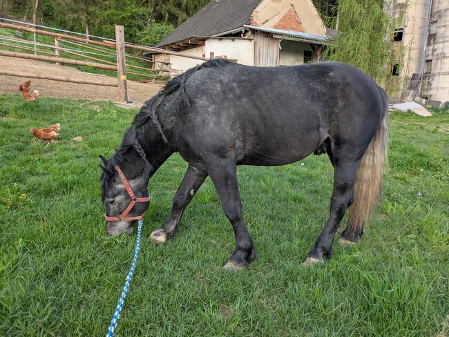 ungarischer Kaltblut Mix Wallach, Michaela B, Horses For Sale, Werndorf, Image 5