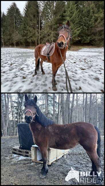 Ungarische Pony Stute, Sina , Horses For Sale, Attenhofen, Image 3