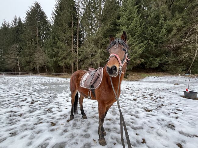 Ungarische Pony Stute, Sina , Horses For Sale, Attenhofen