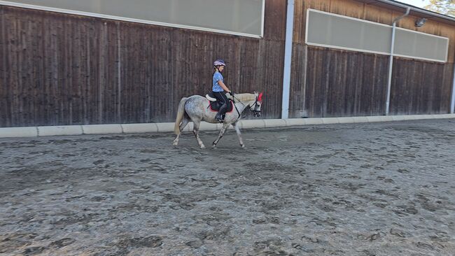 Ungarisches Reitpony, K.B.Z. verkaufspferde , Horses For Sale, Steiermark/Leibnitz , Image 2