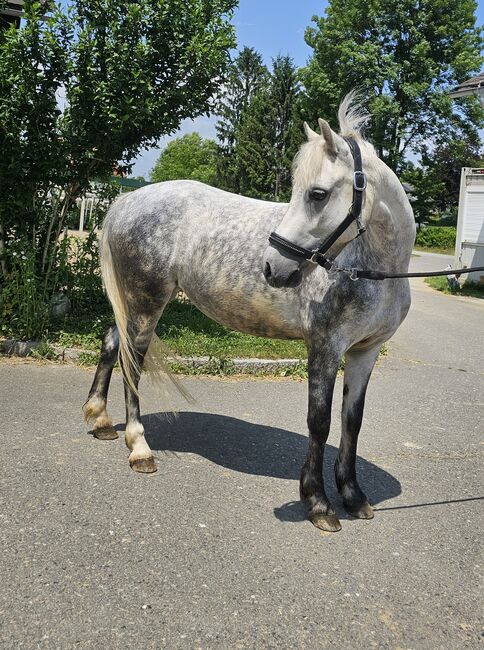 Ungarisches Reitpony, K.B.Z. verkaufspferde , Horses For Sale, Steiermark/Leibnitz , Image 5