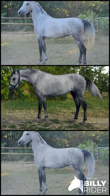 Ungarisches sportpferde, Jozsef, Horses For Sale, Békés, Image 4
