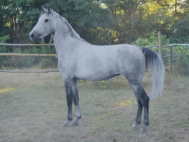 Ungarisches sportpferde, Jozsef, Horses For Sale, Békés, Image 2