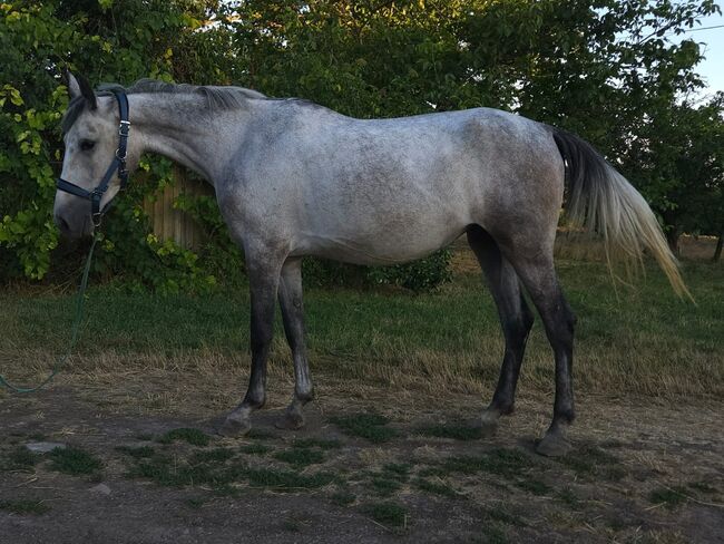 Ungarisches sportpferde, Jozsef, Horses For Sale, Békés