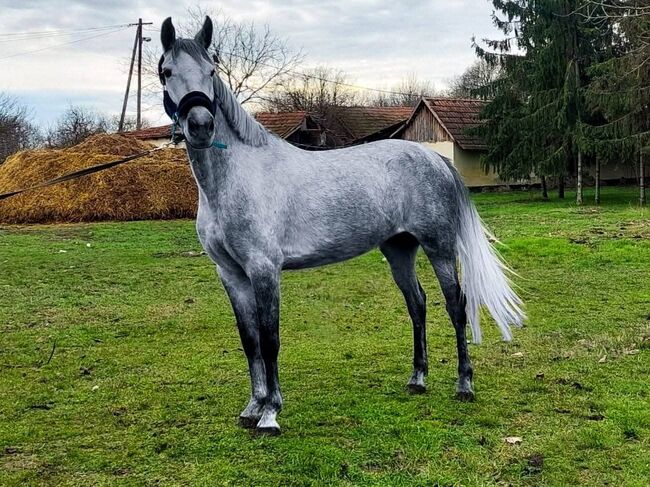 Ungarisches sportpferde, Jozsef, Horses For Sale, Békés