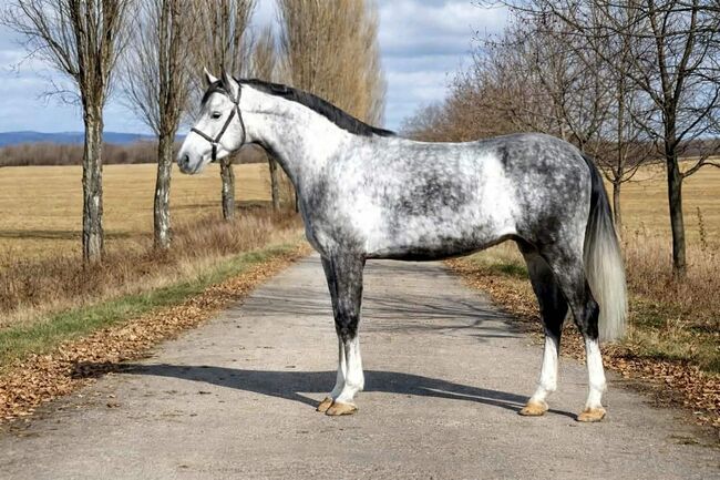 Ungarisches sportpferde, Jozsef, Horses For Sale, Békés