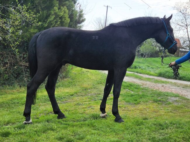 Ungarisches sportpferde, Jozsef, Horses For Sale, Békés