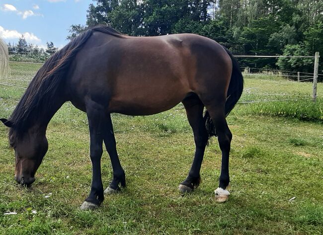 Ungarische Warmblutstute, Susanne, Horses For Sale, Pregarten