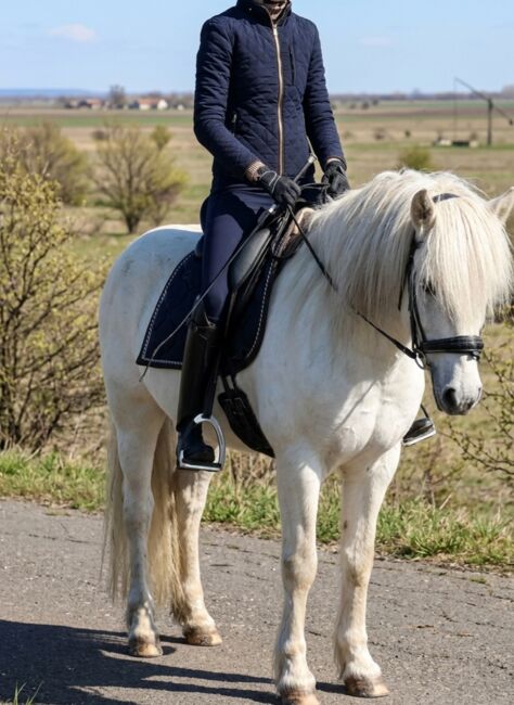 Ungarisches warmblutt pony, Evelyn Vrga, Horses For Sale, Gerla