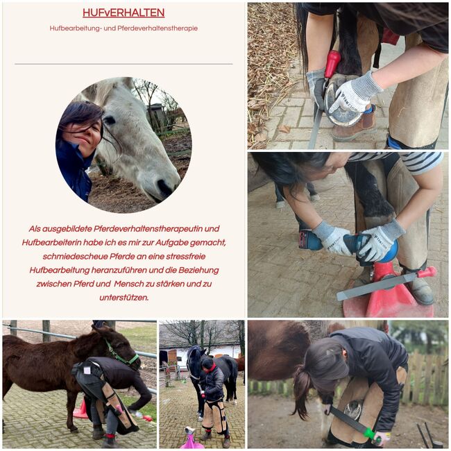 Hufbearbeitung Hufpflege Problempferde, Verladetraining, Pferdeverhalten, In Ok Becher (HUFvERHALTEN ), Therapy & Treatment, Köln