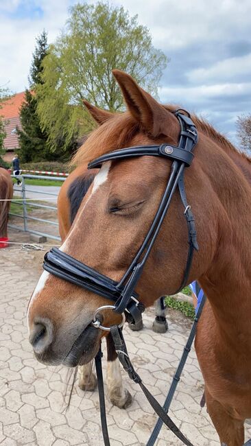 Anatomische Trense Bridlery, Bridlery, Anna Vidahl, Bridles & Headstalls, Petershagen, Image 2