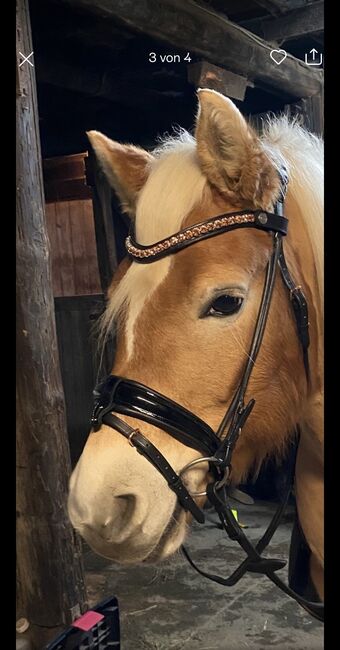 Bridlery Trense WB, Bridlery , Privat , Bridles & Headstalls, Bad Oldesloe 