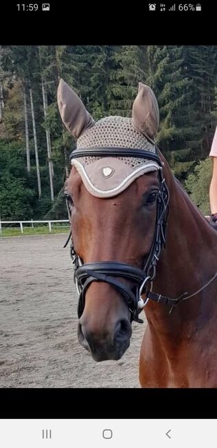 Zaumzeug von Kieffer: Ultrasoft Economy, Kieffer Ultrasoft Economy, Angela Bischof, Bridles & Headstalls, Obdach, Image 2