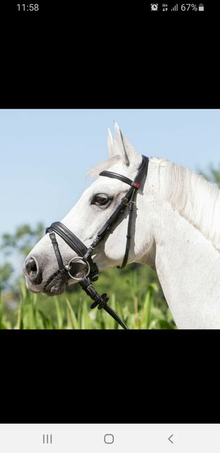 Zaumzeug von Kieffer: Ultrasoft Economy, Kieffer Ultrasoft Economy, Angela Bischof, Bridles & Headstalls, Obdach