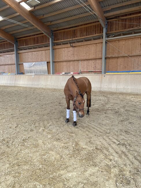 Qualitätsvolles Deutsches Reitpony, Laura Rögner, Horses For Sale, Ansfelden, Image 3