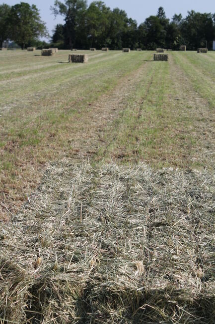 Heu, Heuballen, Quaderballen, Heuquader 1 Schnitt Pferd Pferdeheu, Timo Kemmer, Hay & Straw, Hessenaue, Image 3