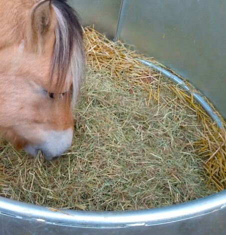 Heu, Pferdeheu, Jopack TopHay, entstaubtes Wiesenheu, Jopack TopHay XL, 18 kg, Stefan Wilms (Futterkiste Wassenberg), Hay & Straw, Wassenberg