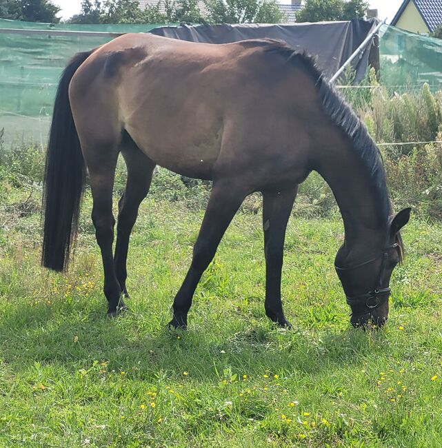 Großrahmiger Springnachwuchs, Wolfram Grunwald , Horses For Sale, Altlüdersdorf , Image 2