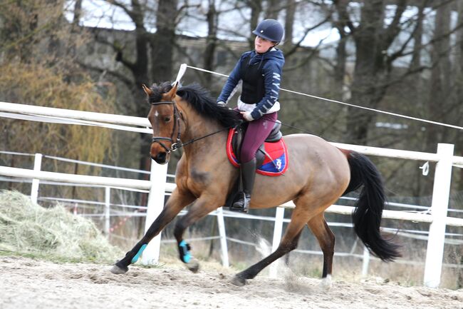 Springpony Endmaßpony, Michael , Horses For Sale, Neißemünde Breslack, Image 5