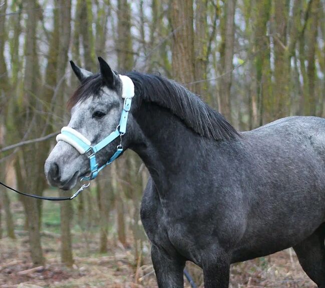 Springt Pony, Károly , Horses For Sale, Kecskemét , Image 2