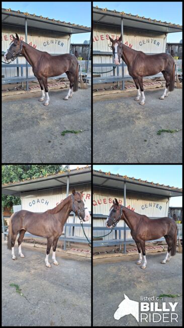 Cavalla da Salto, Gino, Horses For Sale, Solarino, Image 5