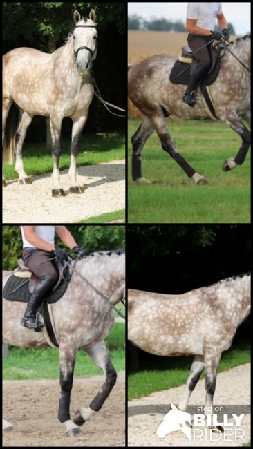 Springt pferd, Georgina, Horses For Sale, Szentes, Image 9