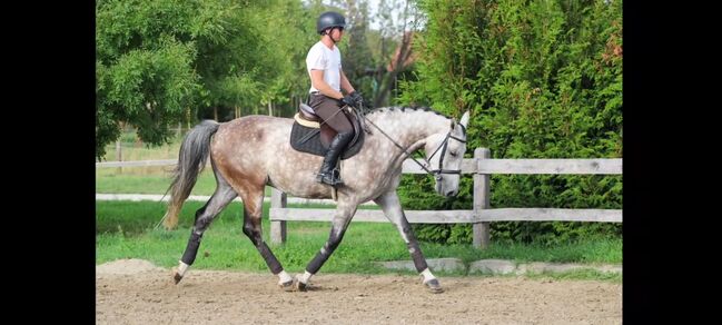 Springt pferd, Georgina, Horses For Sale, Szentes, Image 4