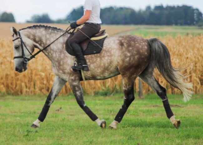 Springt pferd, Georgina, Horses For Sale, Szentes, Image 7