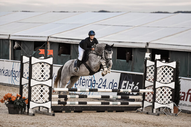 Springpferd o. Zuchtstute, Tini, Horses For Sale, Landau an der Isar