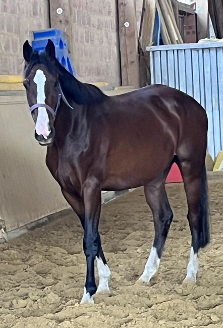 Springpferd, Sportpferd, Freizeitpferd, Hannoveraner Stute, 4 Jahre, Silke, Horses For Sale, Wolfhagen, Image 2